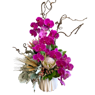 Dazzling Orchids Pink-