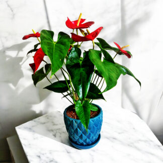 Anthurium plant