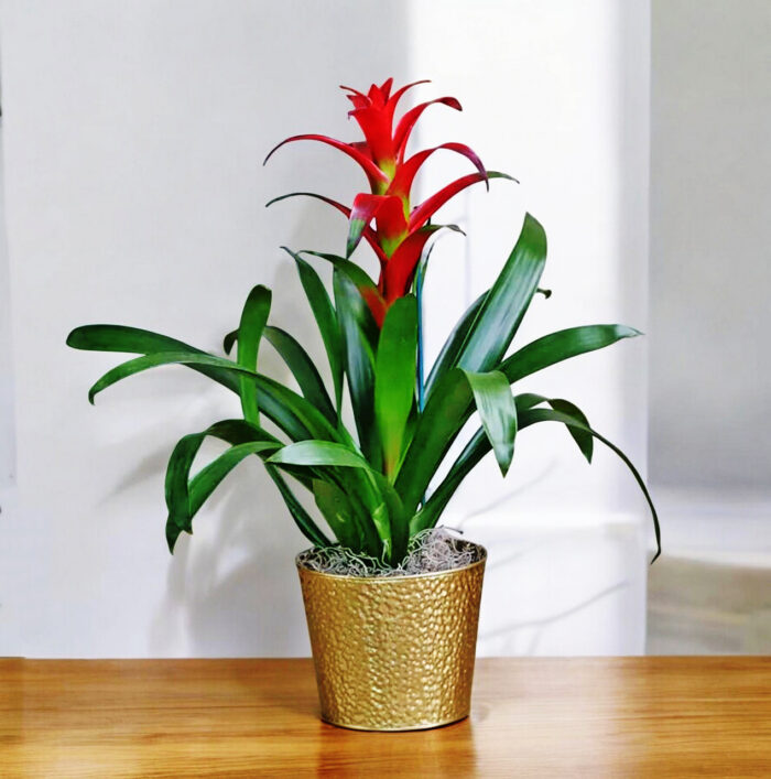 Bromelia plant-12