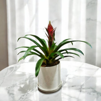 Bromeliad plant-Photoroom-Photoroom(1)