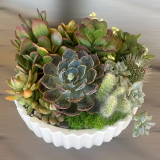 Cacti & Succulents #3