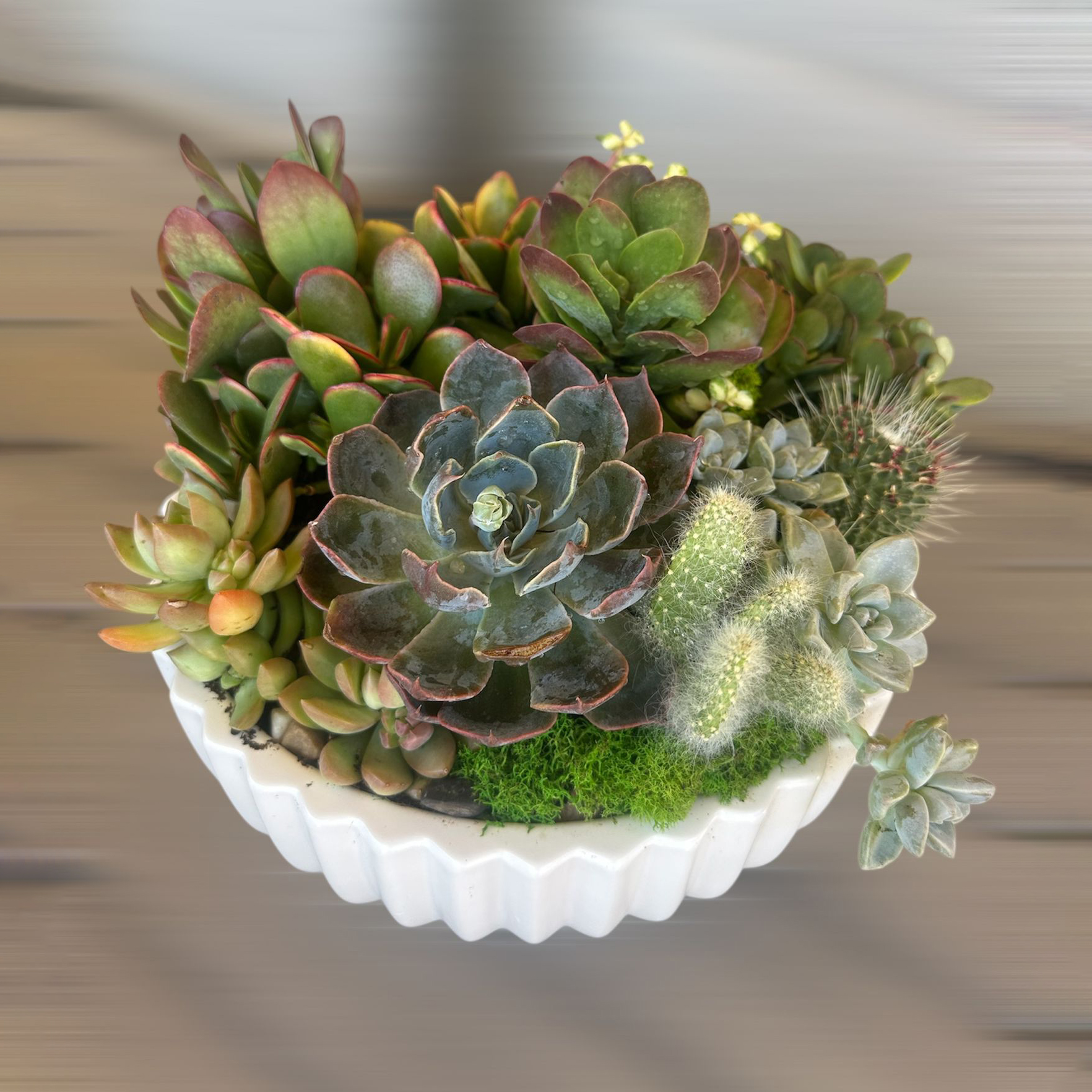 Buy Flowers in Queen Creek from Yaniv Flowers cacti