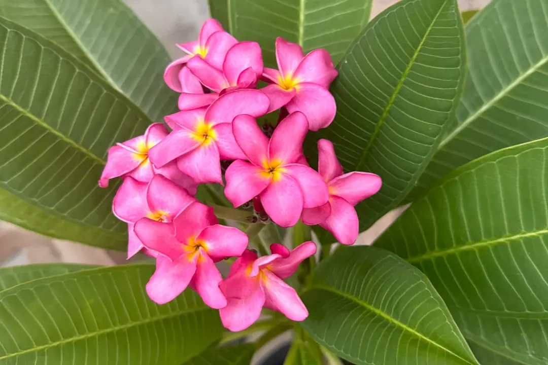 plumeria