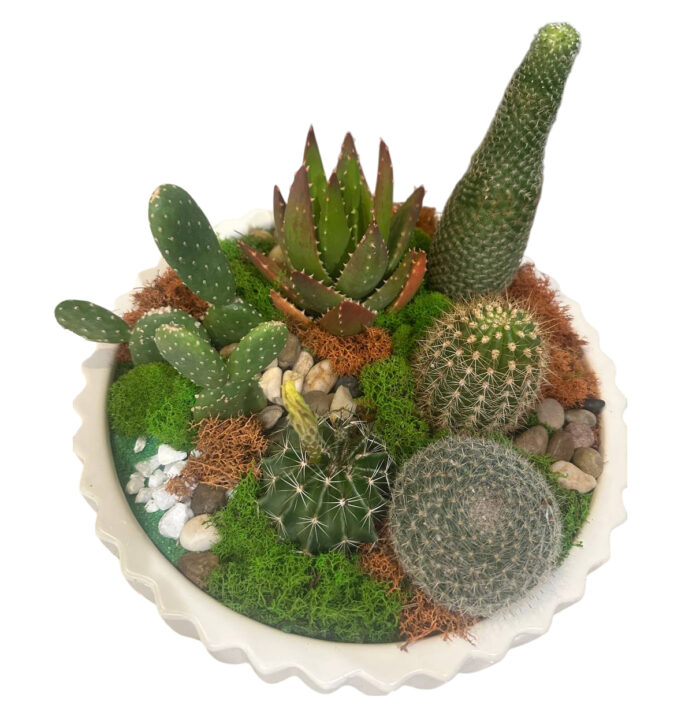Cacti & Succulents #5
