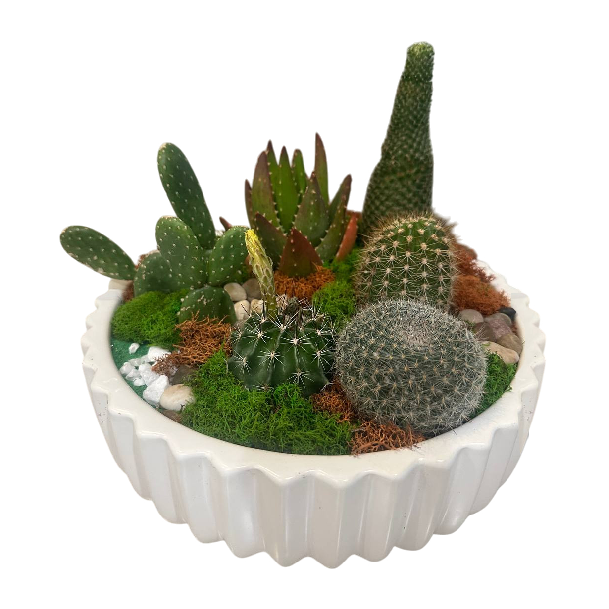 Cacti & Succulents #5