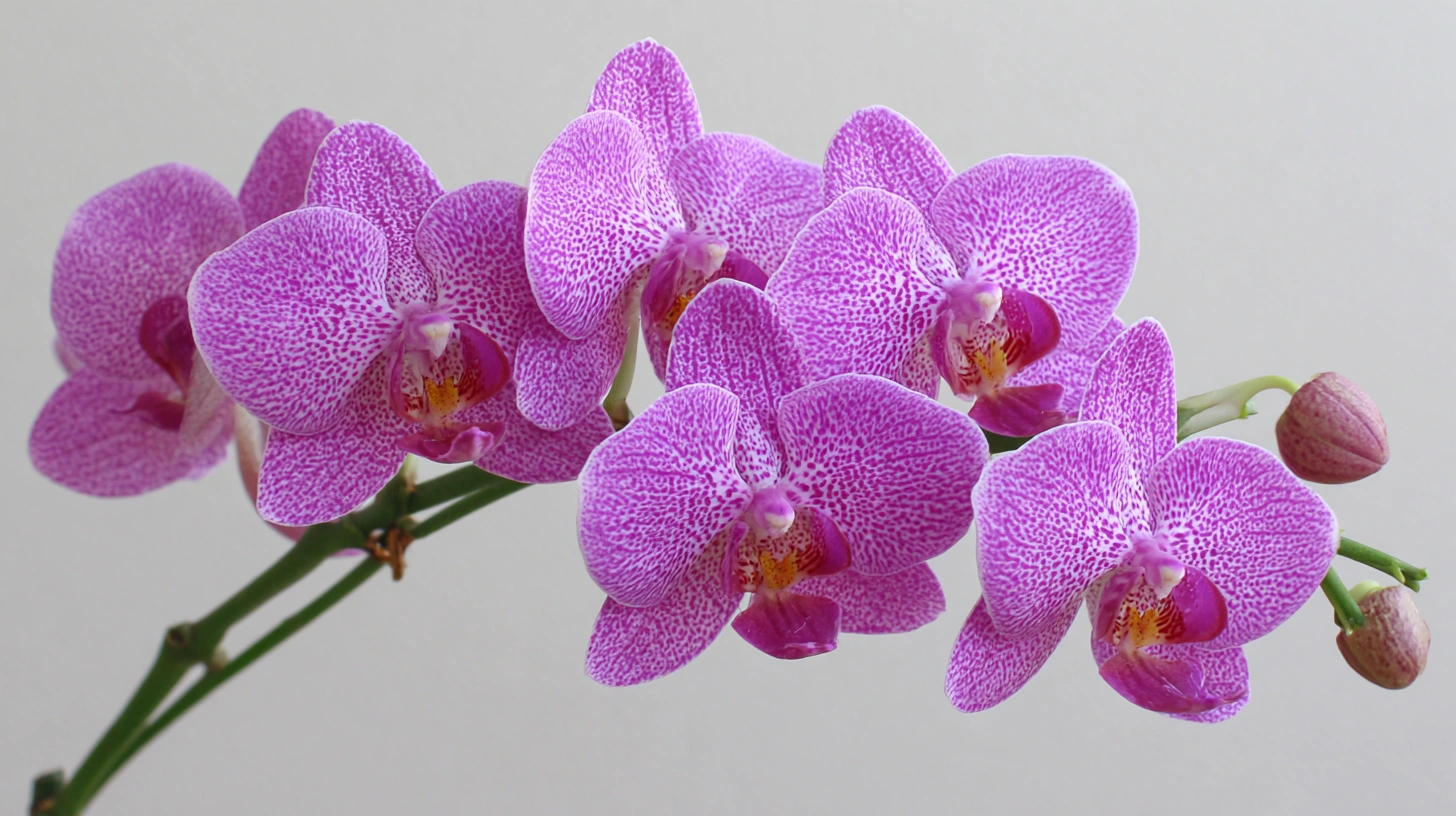 Blooming Wellness: The Self-Care Benefits of Flowers and Plants