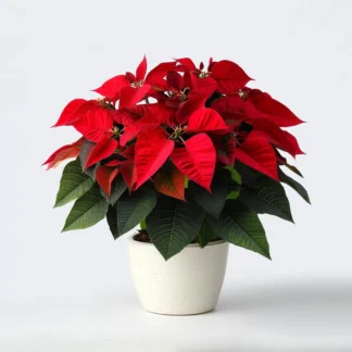 Poinsettia