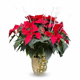 Poinsettia
