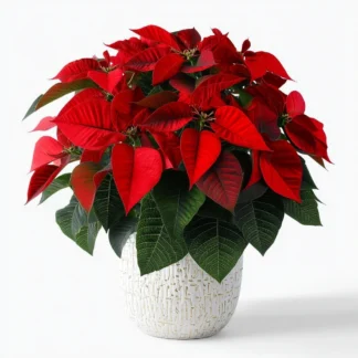 Red Poinsettia 10 inch