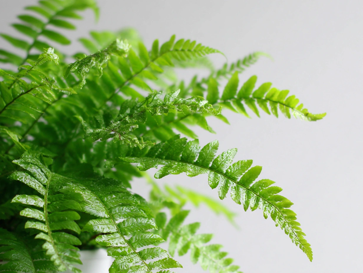 viva_Boston_Fern_Nephrolepis_exaltata_2-