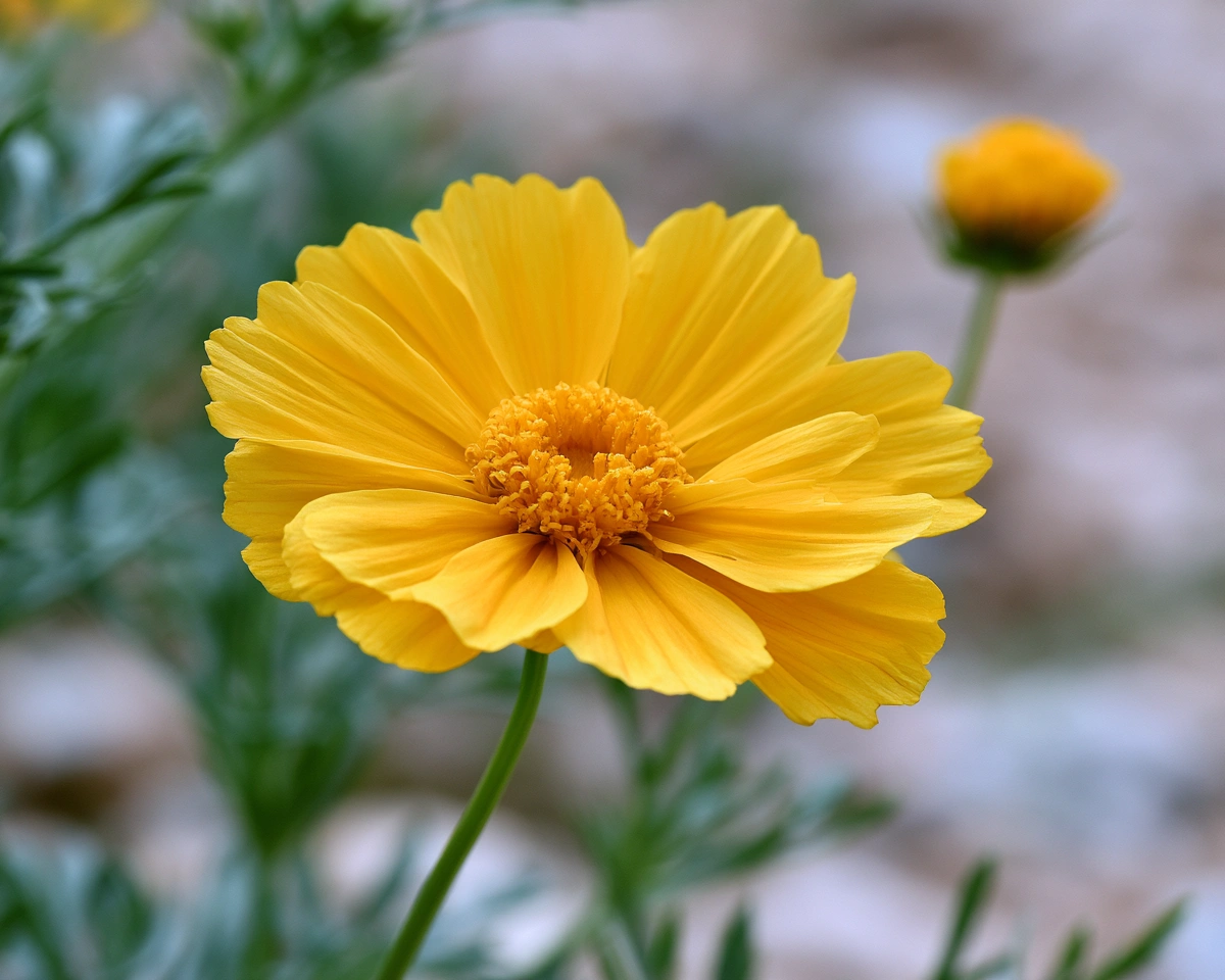 Desert Marigold