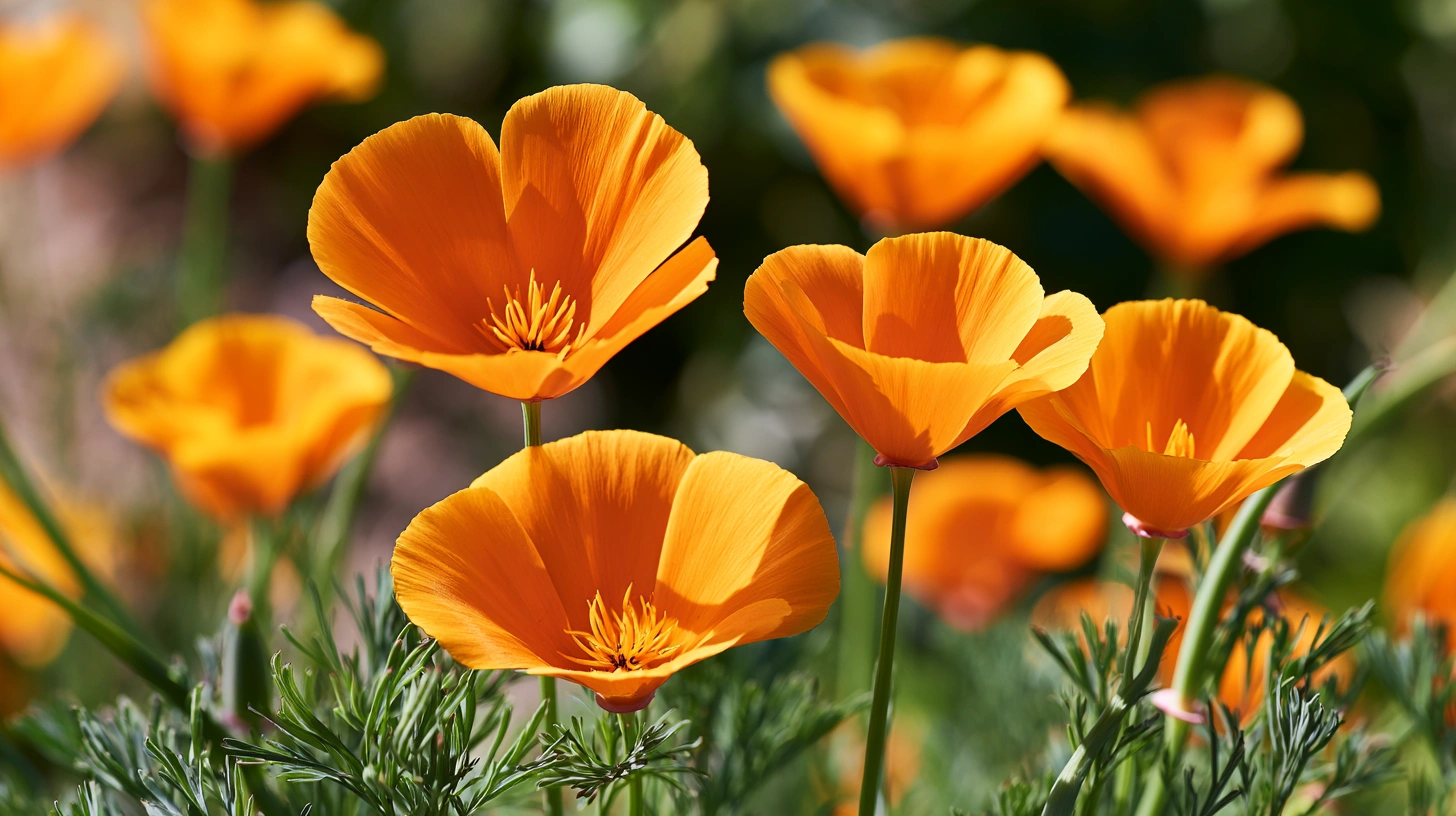 Choosing Native Arizona Plants for a Drought-Resistant Garden