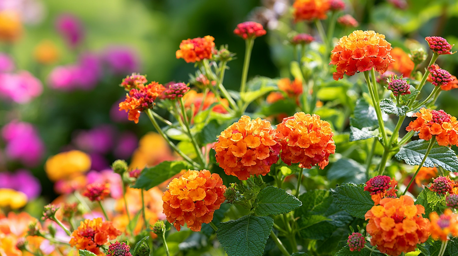 Embracing the Beauty of Summer Colors
